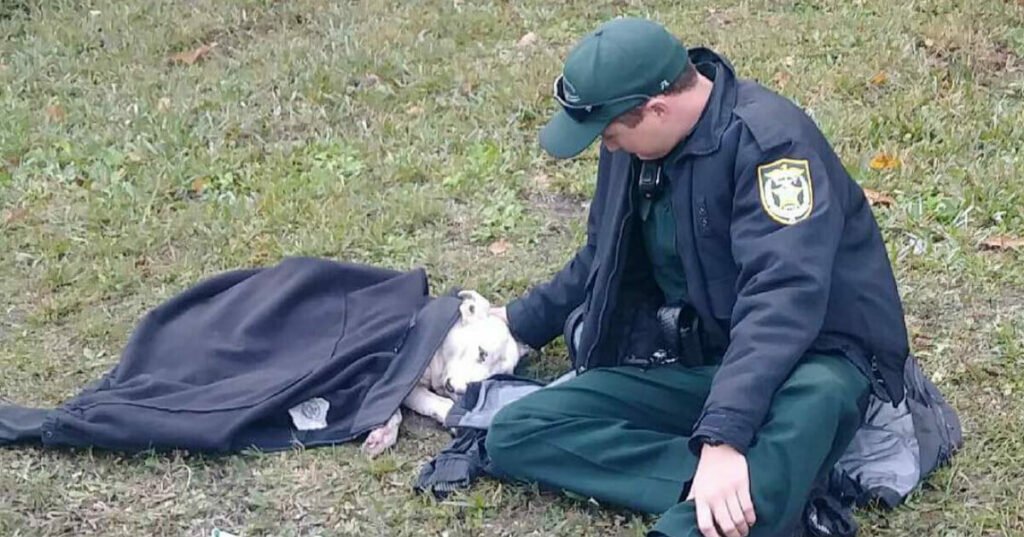 Deputy comforts dog cold and in pain after being hit by car, stays until help arrives