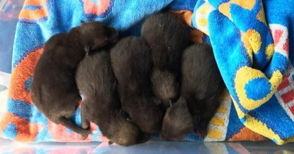 Man saves puppies but quickly realizes his big mistake