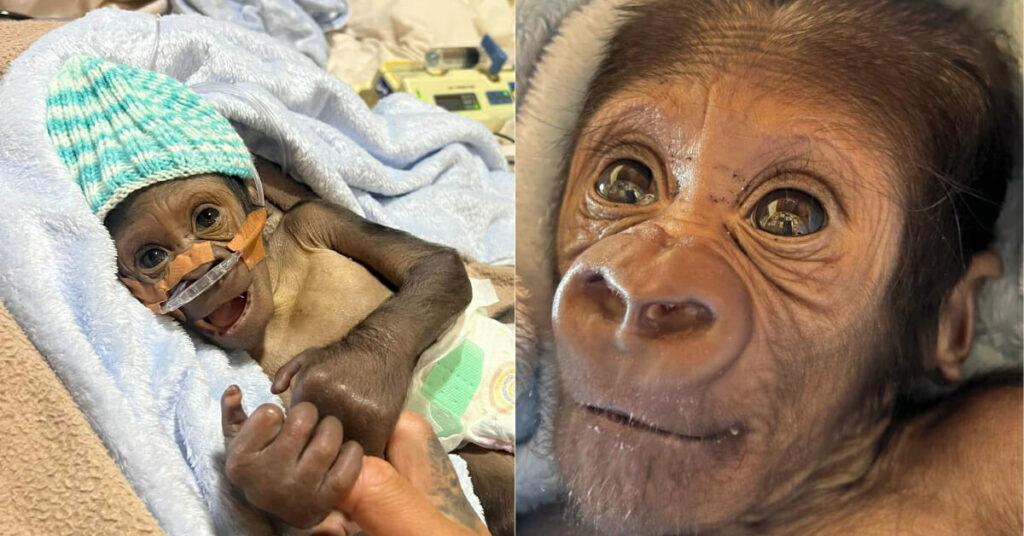 Zookeeper steps in to care for ill baby gorilla rejected by its mother