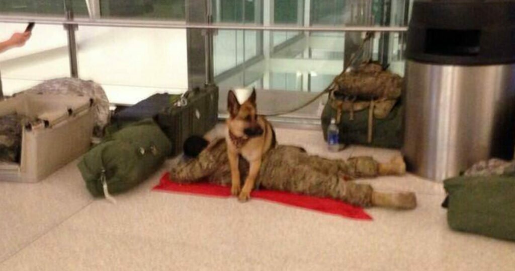 Military dog stands guard to protect sleeping soldier at airport