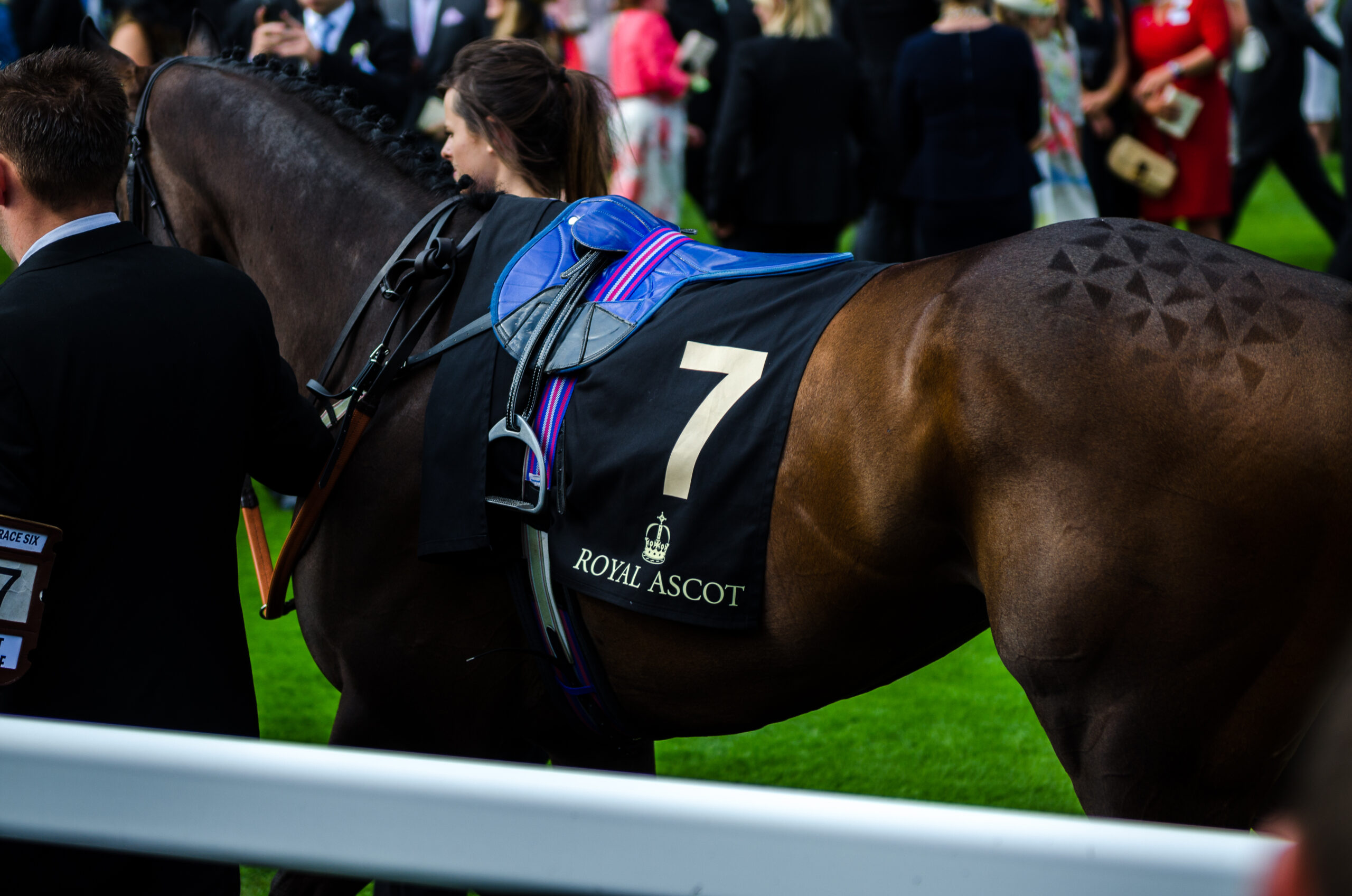 The Royal Ascot, Horse