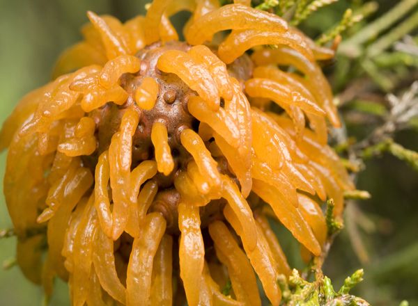 Juniper tree with cedar-apple rust