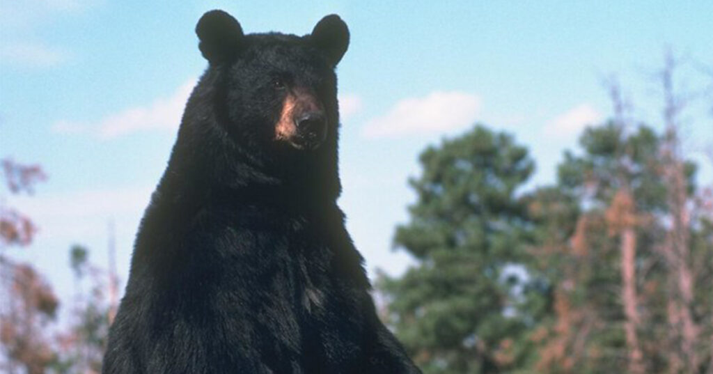 Alarming Encounter: Bear Gatecrashes Family Picnic
