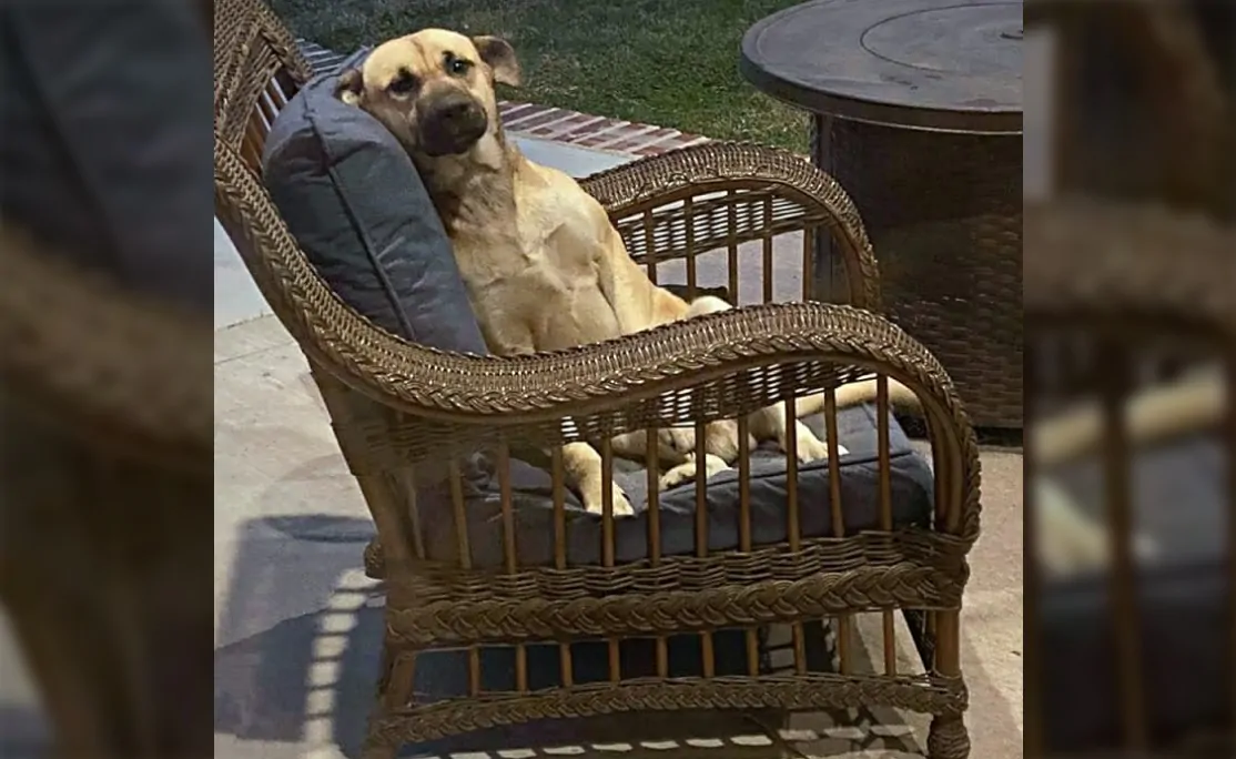 Woman wakes up to find stray dog sitting on her porch, helps him find a new home - Hasan Jasim