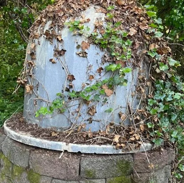 Plastic dome overgrown with ivy.